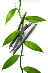 liane et gousses de vanille bleue 