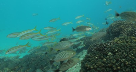 Coral reef scenics from the sea of cortez, Mexico.
