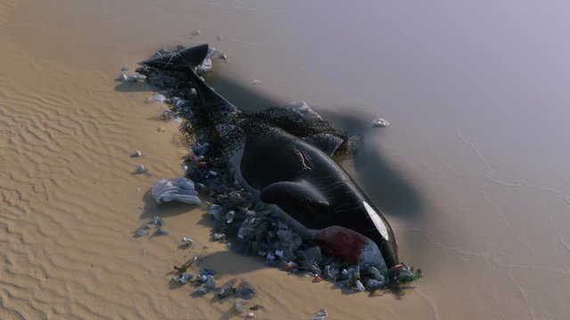 Killer Whale Dead by Ocean Pollution