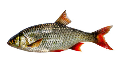 Obraz premium The common rudd (Scardinius erythrophthalmus) is a bentho-pelagic freshwater fish, widely spread in Europe and middle Asia, around the basins of the North, Baltic, Black, Caspian and Aral seas.