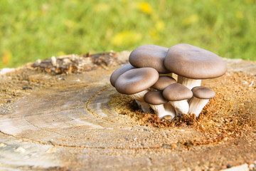Natural mushrooms Pleurotus ostreatus grown on a stump. Close-up.