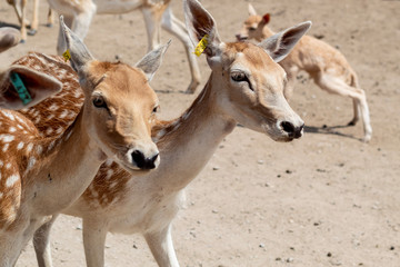 herd of sika deer
