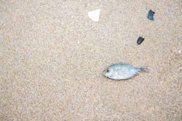 The fish was left to die on the beach by the sea in the morning
