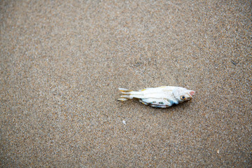 The fish was left to die on the beach by the sea in the morning