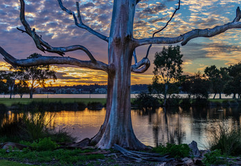 Beautiful, spooky old tree at sunset