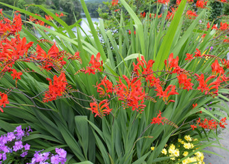 Summer in Massachusetts: Crocosmia (lucifer) Flowers