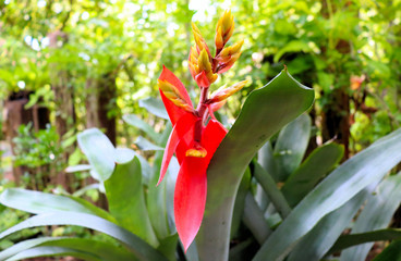 red tropical flower