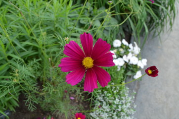 Summer in Massachusetts: Close-up of Red Cosmos Flower