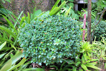 plants in the garden