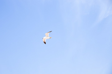 A seagull in the blue sky.