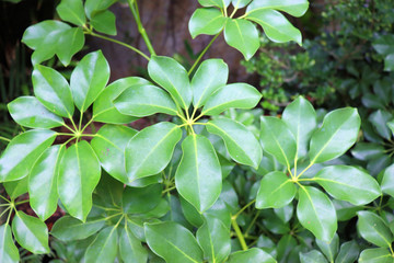 background of green leaves