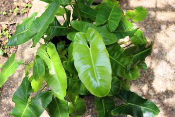 Obraz premium green plant in the garden