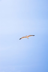 A seagull in the blue sky.
