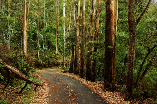 Forest Road, Kodaikanal