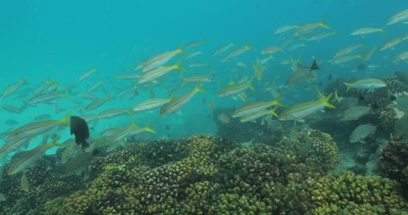 Coral reef scenics from the sea of cortez, Mexico.