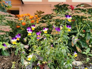 Fototapeta na wymiar Small beautiful purple-yellow buds on the street flower bed. Viola.