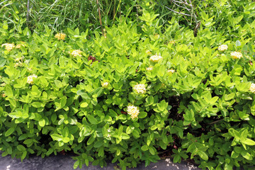 green plants in the garden