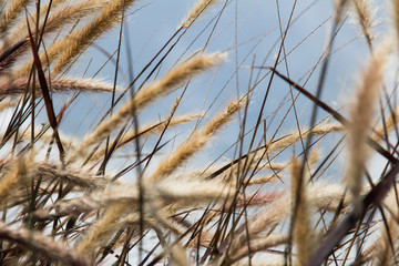 Fototapeta premium Close-up grass flower in the wind and blue sky background with copy space