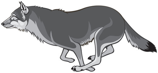 Wolf run, the gray wolf (Canis lupus), also known as the timber wolf or western wolf vector illustration