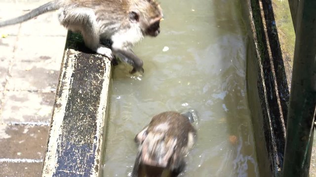 Wild monkeys bathe and play in pond at sacred monkey forest in Ubud, Bali, Indonesia. Monkey forest park travel landmark and tourist destination site in Asia where monkeys live in wildlife environment