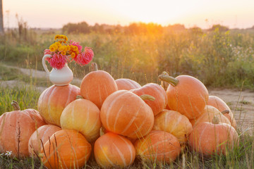 orange pumpkins with flowers on rural field at sunset