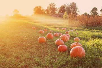 field with pumpkins at sunset