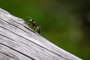 fly on a leaf