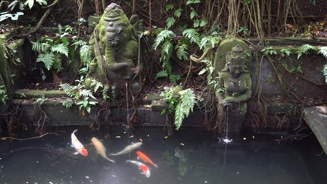 Water spring hindu temple at sacred monkey forest. Ubud, island Bali, Indonesia. Tropical artificial pond with fish and Balinese statues of gods. Brocaded carp swimming in a pond water