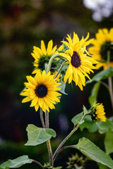 Sunflower blossom on a dark background