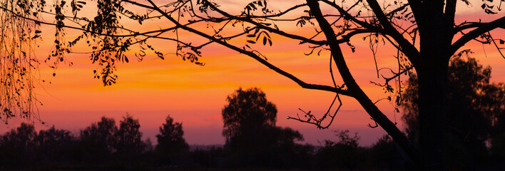 silhouette branches on background sunset sky