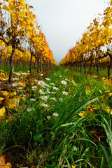 white wildflowers and fallen yellow grape leaves in autumn vineyard pathway