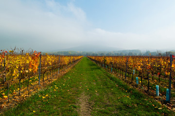 Obraz premium october vineyard landscape, Gulacs hill at background cloud, Hungary