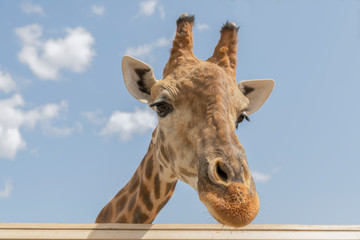 Giraffe against the sky. the head of a giraffe against the sky. copy space. Close-up