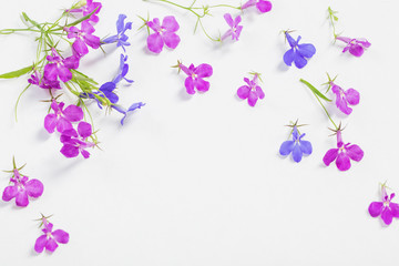 Fototapeta na wymiar lobelia flowers on white background