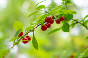Nanking cherry tree branch with ripe berries in the garden