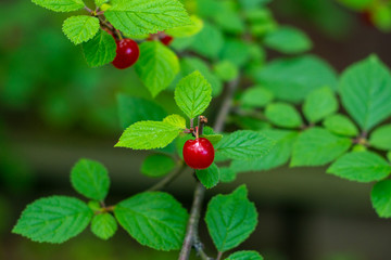 Nanking cherry tree branch with ripe berries in the garden