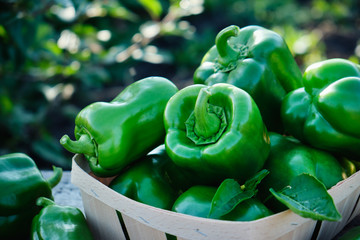 Sweet bell green pepper on a table in the garden, close up. Growing vegetables.