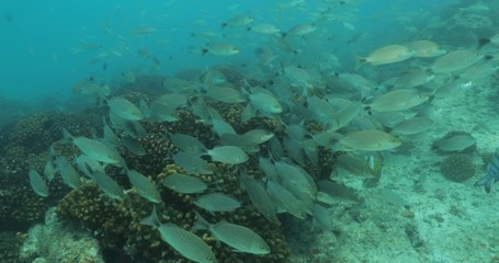 Coral reef scenics from the sea of cortez, Mexico.