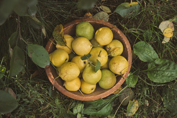 Yellow ripe pears in a bowl on the grass. Organic food. Top view