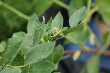 garden blueberry seedlings for transplanting in an earthen container. five years old