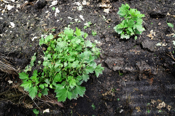 fresh green White mugwort in the garden