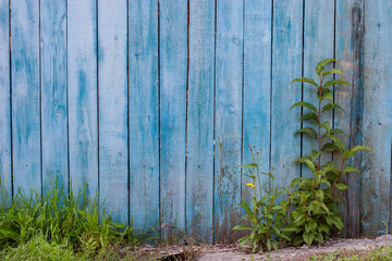 Grunge background frame. Blue old fence with peeling and cracked paint. Below, green grass and bush grow.