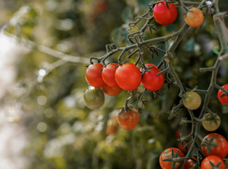 Natural cherry tomato branch in the vegetable garden