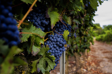 Close-up with red wine grape in a vineyard