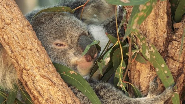 Australian Koala in a eucalyptus tree resting.