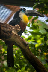 A toucan bird with a large beak sits on a thick branch. Black feathers, blue eyes and yellow breasts. Fluffy crest. Selective focus on the head.