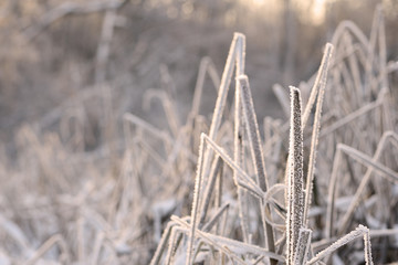 Fototapeta premium Dry grass in winter forest covered with hoarfrost close up
