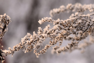 Dry grass in winter forest covered with hoarfrost close up