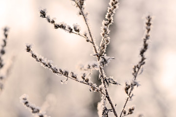 Dry grass in winter forest covered with hoarfrost close up