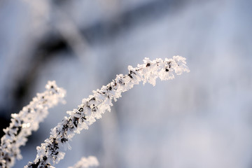 Dry grass in winter forest covered with hoarfrost close up
